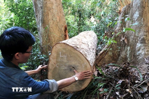 Một cây gỗ lớn bị lâm tặc đốn hạ nhưng chưa kịp đưa ra khỏi hiện trường. (Ảnh: Nguyên Linh/TTXVN)
