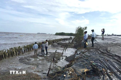 Kè khẩn cấp bảo vệ đê biển Tây, đoạn từ cống Kênh Mới hướng về phía Đá Bạc (huyện Trần Văn Thời, Cà Mau). (Ảnh: Kim Há/TTXVN)