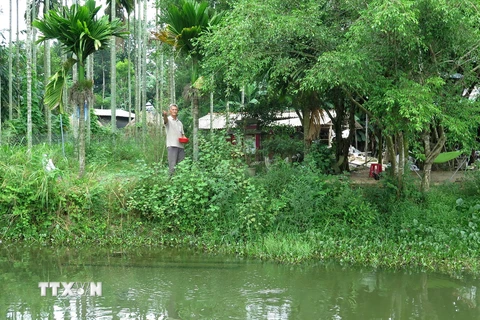 Mô hình vườn-ao-chuồng kết hợp của gia đình ông Nguyễn Hữu Chánh cho doanh thu gần 4 tỷ đồng/năm. (Ảnh: Phước Ngọc/TTXVN)