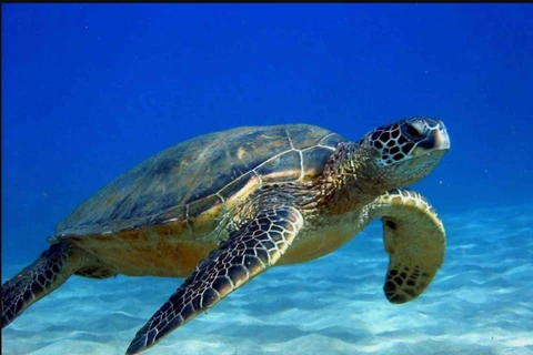 Tới thăm Côn Đảo - Nơi bảo vệ nhiều rùa biển nhất Việt Nam