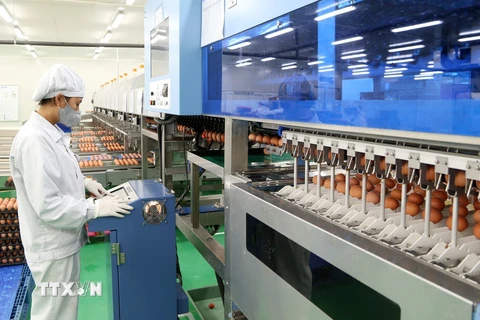 Công ty trách nhiệm hữu hạn ĐTK Phú Thọ, đóng trên địa bàn xã Tề Lễ, huyện Tam Nông, tỉnh Phú Thọ, chuyên sản xuất trứng gà sạch với công nghệ được chuyển giao 100% từ tập đoàn ISE Foods (Nhật Bản). (Ảnh: Trung Kiên/TTXVN)