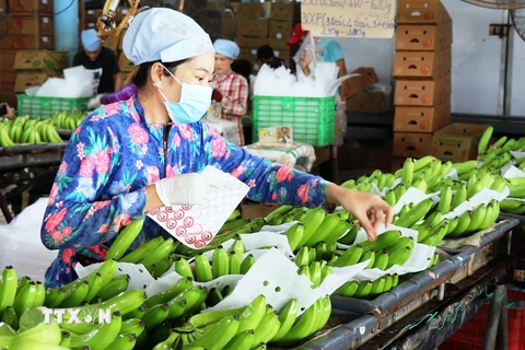 Dán tem kiểm định chất lượng sản phẩm tại Trang trại chuối xuất khẩu Huy Long An (Ấp Bến Kinh, xã Đôn Thuận, huyện Trảng Bàng, Tây Ninh). (Ảnh: Lê Đức Hoảnh/TTXVN)