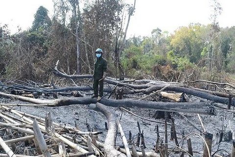 Vụ phá rừng ở Đắk Nông: Kỷ luật Chủ tịch công ty Quảng Sơn