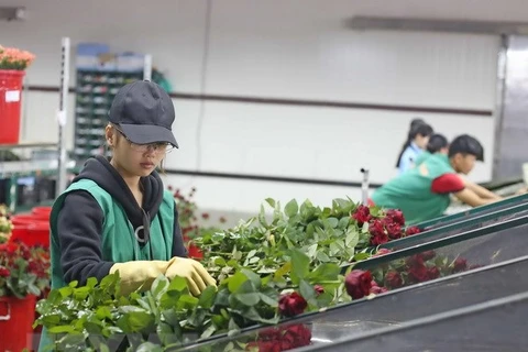 Sản lượng giảm, giá hoa hồng Đà Lạt bất ngờ tăng mạnh