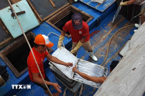 [Photo] Ngư dân Quỳnh Lưu nhộn nhịp mùa thu mua cá hố