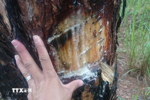 Cây thông trong rừng tthô 3 lá Lộc Phú bị vật sắc nhọn chặt vào thân cây, để đổ hóa chất khiến cây chết từ từ. (Ảnh: Nguyễn Dũng/TTXVN)