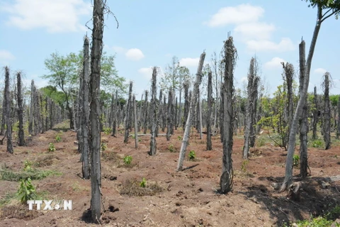 Nhiều diện tích hồ tiêu bị chết tại xã Xuân Phú, huyện Ea Kar, Đắk Lắk. (Ảnh: Tuấn Anh/TTXVN)