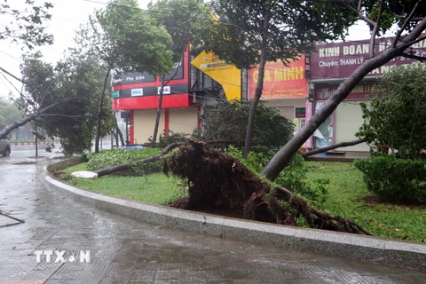 Cây xanh gãy đổ tại góc đường Lê Lợi-Lê Hồng Phong, thành phố Vũng Tàu. (Ảnh: Đoàn Mạnh Dương /TTXVN)