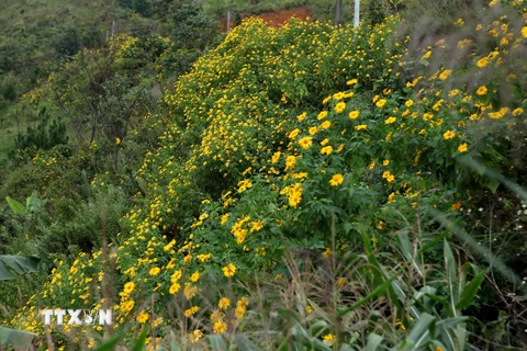 Hình ảnh hoa dã quỳ nhuộm vàng óng núi rừng Tây Bắc