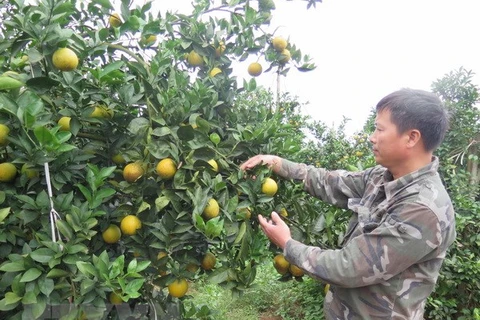 Một vườn cam Cao Phong, Hòa Bình. (Nguồn: TTXVN)