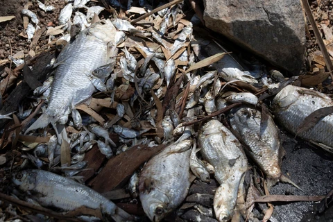 Cá chết hàng loạt tại sông Darling gần thị trấn Memindee, bang New South Wales. (Nguồn: the Guardian)