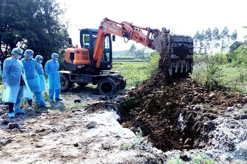 Lực lượng chức năng tỉnh Quảng Ninh tổ chức tiêu hủy chôn lấp toàn bộ đàn lợn bị nhiễm dịch tả châu Phi. (Ảnh: Văn Đức/TTXVN)