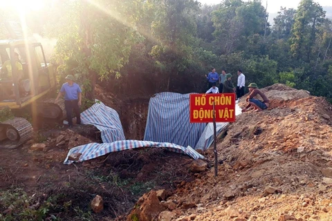 Tổ chức tiêu hủy lợn bị dịch bệnh ở Sơn La. (Nguồn: TTXVN)