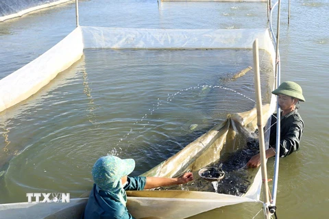 Hợp tác xã sản xuất nông nghiệp và thủy sản Lộc Hà (huyện Lộc Hà, Hà Tĩnh) sản xuất con giống cá rô phi thương phẩm. (Ảnh: Vũ Sinh/TTXVN)