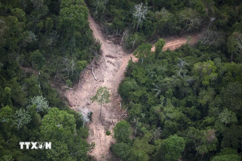 Ảnh tư liệu: Khoảng rừng Amazon bị chặt phá tại bang Para, Brazil, ngày 14/10/2014. (Nguồn: AFP/TTXVN)