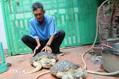 2 cá thể rùa biển quý hiếm được nuôi tại gia đình ông Võ Kim Chí. (Ảnh: Hoàng Nhị/TTXVN)