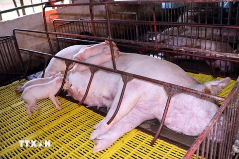 Lợn bị chết nằm la liệt trong chuồng của hộ chăn nuôi Đặng Văn Đoàn, tổ 6, thị trấn huyện Cẩm Xuyên, Hà Tĩnh. (Ảnh: Công Tường/TTXVN)