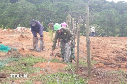 Lực lượng của Ban quản lý rừng phòng hộ Tà Nung nhổ bỏ, tháo dỡ rào chắn bằng kẽm gai trên phần đất lâm nghiệp bị lấn chiếm trước đó. (Ảnh: Nguyễn Dũng/TTXVN)