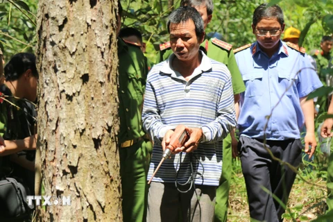 Một đối tượng thực hiện lại hành vi phá hoại rừng thông bị bắt giữ ở Lâm Đồng. (Ảnh: Đặng Tuấn/TTXVN)