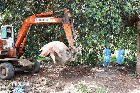 Cơ quan chức năng Bình Phước tiến hành tiêu hủy đàn lợn nhiễm dịch tả lợn châu Phi. (Ảnh: Đậu Tất Thành/TTXVN)