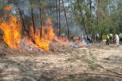 Bình Định: Cháy lớn thiêu rụi hơn 2 hecta cây bụi ở khu du lịch Kỳ Co