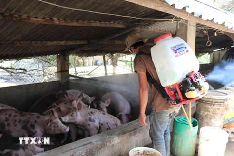 Một hộ chăn nuôi ở huyện Thuận Bắc phun thuốc tiêu độc, khử trùng để phòng, chống bệnh dịch tả lợn châu Phi. (Ảnh: Công Thử/TTXVN)