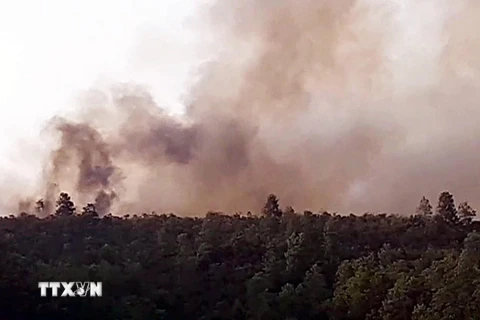 Cháy rừng keo xảy ra tại xã Quế Thọ, huyện Hiệp Đức, Quảng Nam. (Nguồn: TTXVN phát)