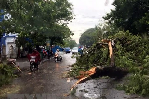 Lâm Đồng: Mưa lốc làm đổ nhiều cây, hư hỏng phương tiện giao thông 
