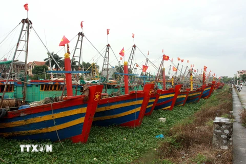 Các tàu về tránh trú bão tại cảng cá Tân Sơn, huyện Thái Thụy, Thái Bình. (Ảnh: Thế Duyệt/TTXVN)