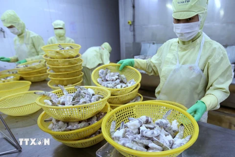  Đóng sản phẩm tôm xuất khẩu tại nhà máy của Công ty Cổ phần thủy sản Minh Phú Hậu Giang. (Ảnh: Vũ Sinh/TTXVN)