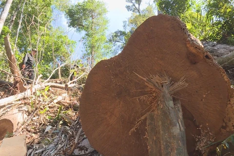 Hiện trường vụ phá rừng tại huyện Ea Kar, tỉnh Đắk Lắk, ngày 20/8. (Nguồn: TTXVN phát)