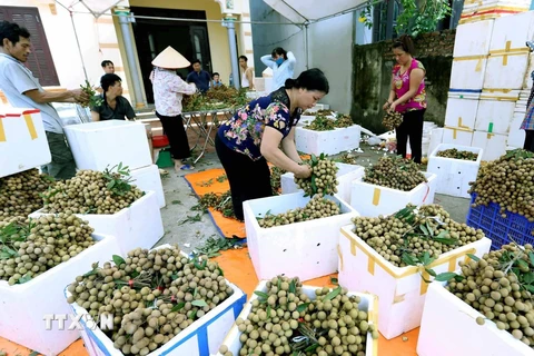 Phân loại, đóng gói sản phẩm nhãn để xuất khẩu tại Hợp tác xã Nễ Châu, xã Hồng Nam, thành phố Hưng Yên. (Ảnh tư liệu: Vũ Sinh/TTXVN)