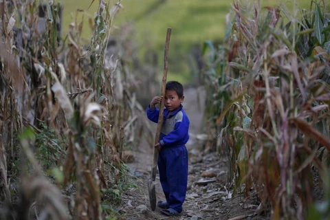 Một em bé Triều Tiên trên cánh đồng ngô. (Nguồn: Reuters)