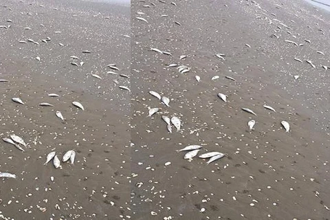 Không còn tình trạng cá chết trôi vào bờ biển Hà Tĩnh