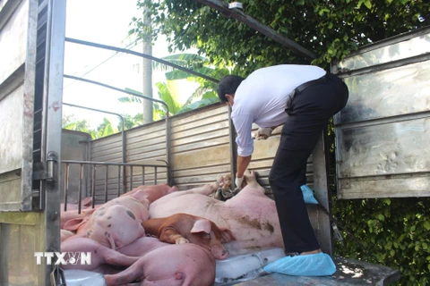 Một vụ bắt giữ xe tải vận chuyển lợn trái phép ở Bạc Liêu. (Ảnh: Huỳnh Sử/TTXVN)