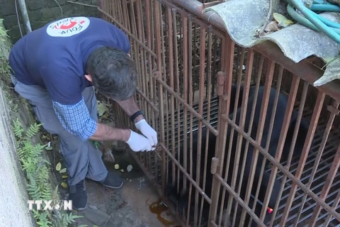 Cứu hộ một cá thể gấu ngựa tại một hộ gia đình ở huyện Mộc Châu, tỉnh Sơn La. (Nguồn: TTXVN)