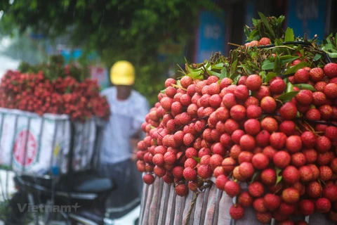 Ảnh minh họa. (Nguồn: Vietnam+)