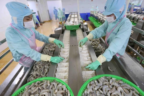 Dây chuyền chế biến sản phẩm tôm xuất khẩu tại nhà máy của Tập đoàn Thủy sản Minh Phú tỉnh Cà Mau. (Ảnh: Vũ Sinh/TTXVN)