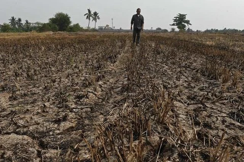 Một cánh đồng khô hạn ở Thái Lan. (Nguồn: AFP)