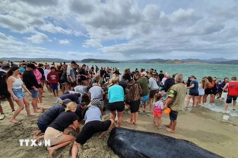 Người dân và lực lượng cứu hộ giải cứu cá voi hoa tiêu vây ngắn mắc kẹt trên bờ biển Matarangi Spit thuộc Bán đảo Coromandel trên đảo North Island, New Zealand, ngày 4/1/2020. (Nguồn: New Zealand Herald/TTXVN)