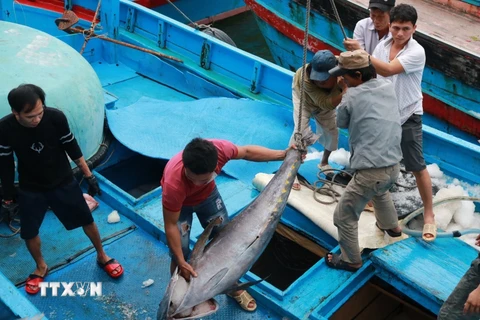 Ngư dân phân loại cá ngừ đại dương khi tàu vừa cập cảng Hòn Rớ (thành phố Nha Trang, Khánh Hòa). (Ảnh: Nguyễn Dũng/TTXVN)