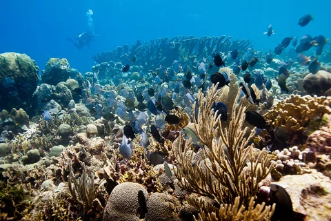 Rạn san hô Mesoamerica Barrier. (Nguồn: Coral Reefs)