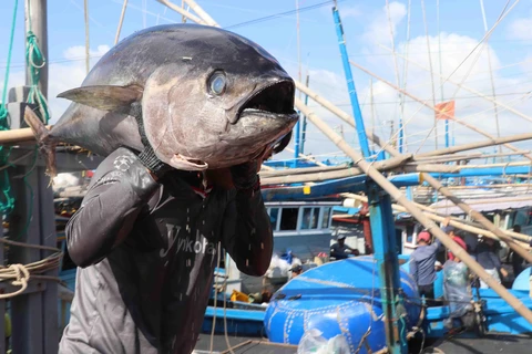 Ngư dân thành phố Tuy Hòa đưa cá ngừ từ tàu câu lên cảng cá Đông Tác, phường Phú Đông để bán cho thương lái. (Ảnh: Phạm Cường/TTXVN)