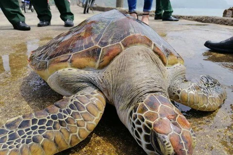 Nghệ An: Chăm sóc rùa quý hiếm nặng 30kg để thả về biển