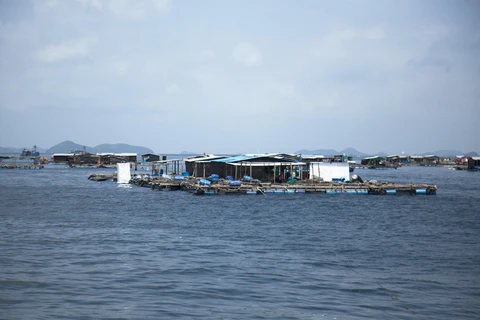 [Mega Story] Nuôi biển để phát triển bền vững nghề cá Việt Nam