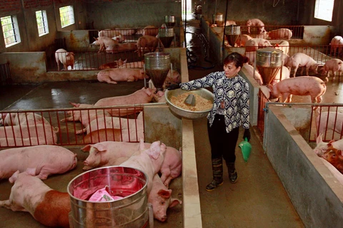 Một trại chăn nuôi lợn ở xã Trung Châu (huyện Đan Phượng, Hà Nội). (Nguồn: Báo Hà Nội mới) 