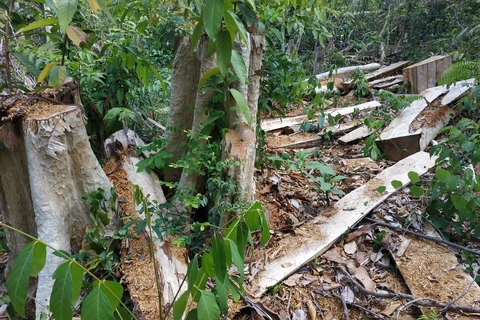 Hiện trường vụ phá rừng tại khu vực giáp ranh với lô 1, khoảnh 1, tiểu khu 617 của Khu bảo tồn thiên nhiên Ea Sô. (Ảnh: Tuấn Anh/TTXVN)