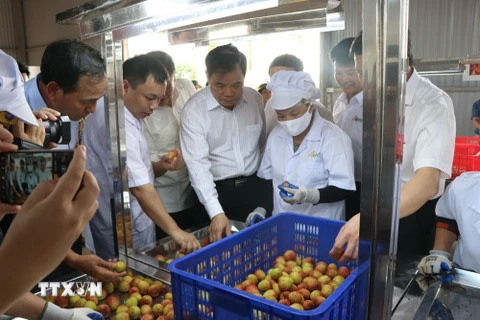 Bộ trưởng Bộ Nông nghiệp và Phát triển Nông thôn Nguyễn Xuân Cường và các đại biểu thăm nhà máy chế biến nông sản xuất khẩu Ameii Việt Nam tại xã Thanh Xá, huyện Thanh Hà. (Ảnh: Mạnh Minh/TTXVN)