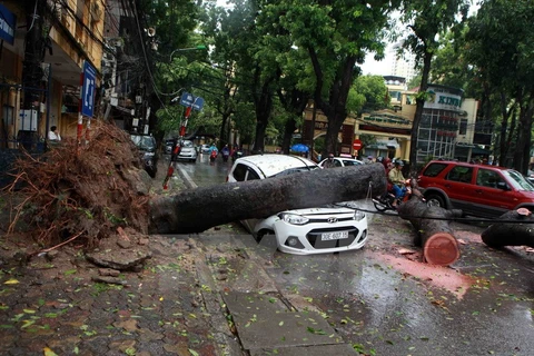 Cây đổ đè lên xe ôtô đang di chuyển tại phố Trần Thánh Tông, Hà Nội, sáng 28/7. (Ảnh: Quý Trung/TTXVN)