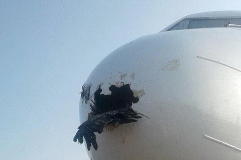 Chim trời đâm thủng đầu một máy bay. (Nguồn: Usamah Mohamed)